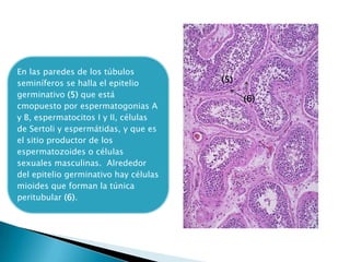 En las paredes de los túbulos
seminíferos se halla el epitelio
germinativo (5) que está
cmopuesto por espermatogonias A
y B, espermatocitos I y II, células
de Sertoli y espermátidas, y que es
el sitio productor de los
espermatozoides o células
sexuales masculinas. Alrededor
del epitelio germinativo hay células
mioides que forman la túnica
peritubular (6).

(5)
(6)

 