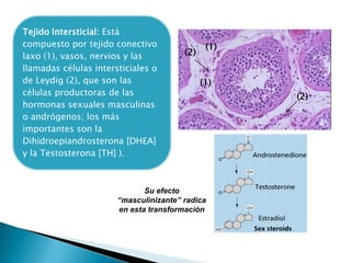 Tejido Intersticial: Está
compuesto por tejido conectivo
laxo (1), vasos, nervios y las
llamadas células intersticiales o
de Leydig (2), que son las
células productoras de las
hormonas sexuales masculinas
o andrógenos; los más
importantes son la
Dihidroepiandrosterona [DHEA]
y la Testosterona [TH] ).

(2)

(1)

(1)

Su efecto
“masculinizante” radica
en esta transformación

(2)

 