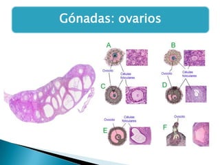 Gónadas: ovarios

 