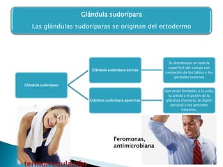 Glándula sudorípara
Las glándulas sudoríparas se originan del ectodermo

Glándula sudorípara ecrinas

Se distribuyen en toda la
superficie del cuerpo con
excepción de los labios y los
genitales externos

Glándula sudorípara apocrinas

Que están limitadas a la axila,
la areola y el pezón de la
glándula mamaria, la región
perianal y los genitales
externos.

Glándula sudorípara

Feromonas,
antimicrobiana

termorregulación

 