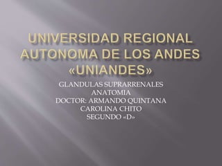GLANDULAS SUPRARRENALES
ANATOMIA
DOCTOR: ARMANDO QUINTANA
CAROLINA CHITO
SEGUNDO «D»
 
