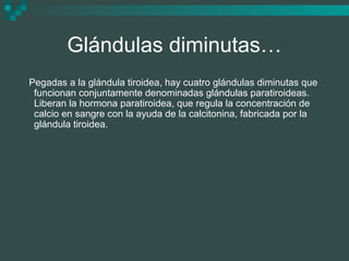 Glándulas diminutas…
Pegadas a la glándula tiroidea, hay cuatro glándulas diminutas que
funcionan conjuntamente denominadas glándulas paratiroideas.
Liberan la hormona paratiroidea, que regula la concentración de
calcio en sangre con la ayuda de la calcitonina, fabricada por la
glándula tiroidea.
 