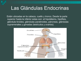 Las Glándulas Endocrinas
Están ubicadas en la cabeza, cuello y tronco. Desde la parte
superior hasta la inferior estas son: el hipotálamo, hipófisis,
glándula tiroides, glándulas paratiroides, páncreas, glándulas
suprarrenales y gónadas (testículos y ovarios).
 
