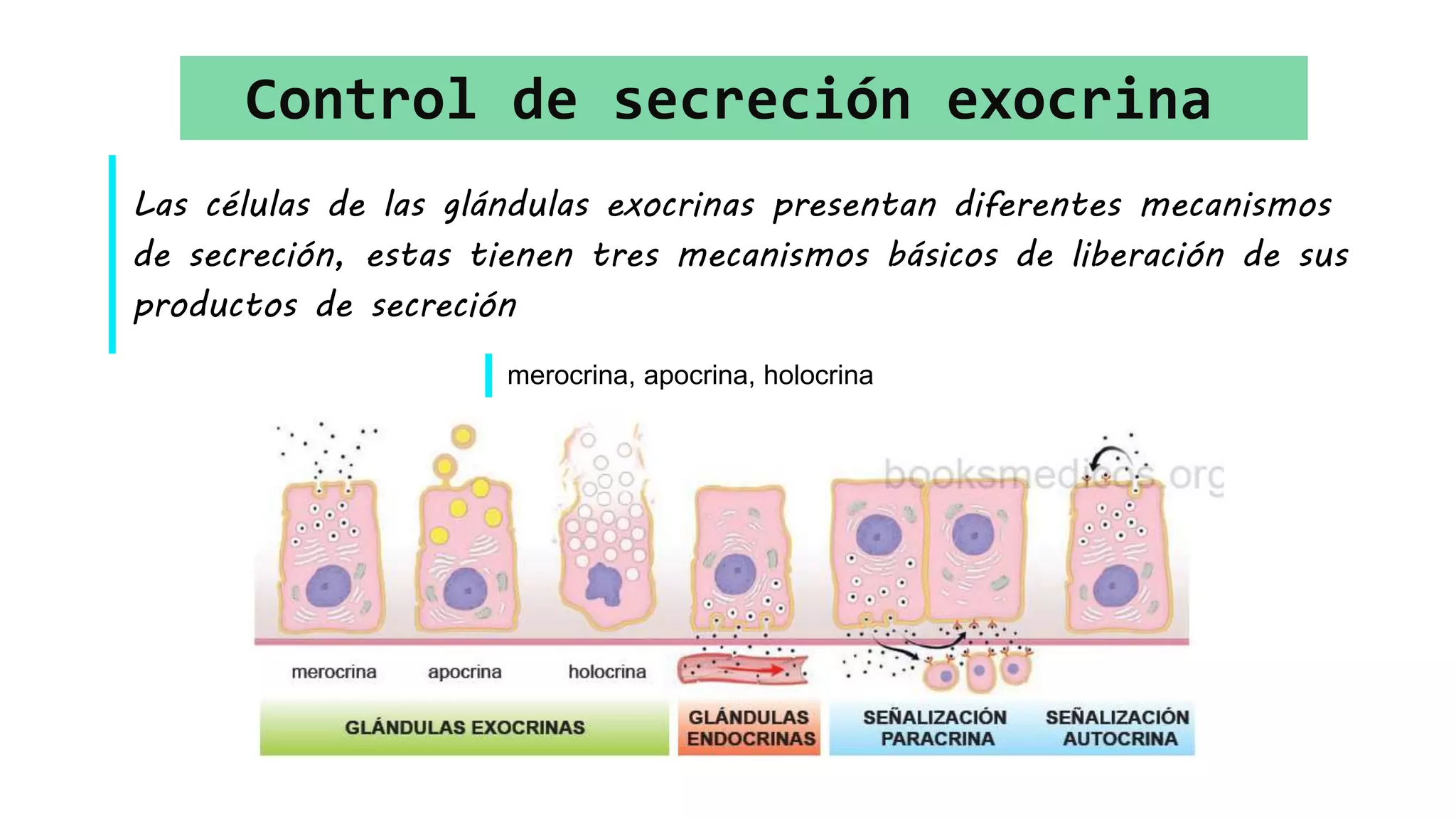 Glandulas endocrinas y exocrinas | PPT