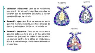 Glandulas endocrinas y exocrinas | PPTX