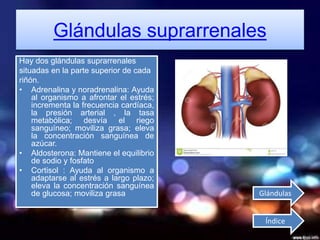 Glándulas suprarrenales
Hay dos glándulas suprarrenales
situadas en la parte superior de cada
riñón.
• Adrenalina y noradrenalina: Ayuda
al organismo a afrontar el estrés;
incrementa la frecuencia cardíaca,
la presión arterial , la tasa
metabólica; desvía el riego
sanguíneo; moviliza grasa; eleva
la concentración sanguínea de
azúcar.
• Aldosterona: Mantiene el equilibrio
de sodio y fosfato
• Cortisol : Ayuda al organismo a
adaptarse al estrés a largo plazo;
eleva la concentración sanguínea
de glucosa; moviliza grasa
Índice
Glándulas
 