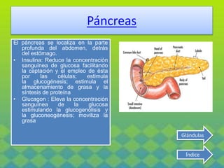 Páncreas
El páncreas se localiza en la parte
profunda del abdomen, detrás
del estómago.
• Insulina: Reduce la concentración
sanguínea de glucosa facilitando
la captación y el empleo de ésta
por las células; estimula
la glucogénesis; estimula el
almacenamiento de grasa y la
síntesis de proteína
• Glucagon : Eleva la concentración
sanguínea de la glucosa
estimulando la glucogenólisis y
la gluconeogénesis; moviliza la
grasa
Índice
Glándulas
 