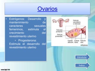 Ovarios
• Estrógenos: Desarrollo y
mantenimiento de
caracteres sexuales
femeninos, estimula el
crecimiento del
revestimiento uterino
• Progesterona:
Estimula el desarrollo del
revestimiento uterino
Índice
Glándulas
 