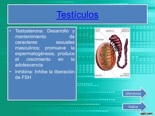 Testículos
• Testosterona: Desarrollo y
mantenimiento de
caracteres sexuales
masculinos; promueve la
espermatogénesis; produce
el crecimiento en la
adolescencia
• Inhibina: Inhibe la liberación
de FSH
Índice
Glándulas
 