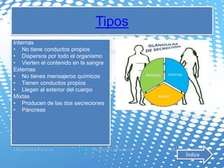 Tipos
Internas
• No tiene conductos propios
• Dispersos por todo el organismo
• Vierten el contenido en la sangre
Externas
• No tienes mensajeros químicos
• Tienen conductos propios
• Llegan al exterior del cuerpo
Mixtas
• Producen de las dos secreciones
• Páncreas
Índice
 