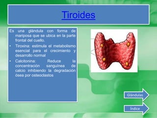 Tiroides
Es una glándula con forma de
mariposa que se ubica en la parte
frontal del cuello.
• Tiroxina: estimula el metabolismo
esencial para el crecimiento y
desarrollo normal
• Calcitonina: Reduce la
concentración sanguínea de
calcio inhibiendo la degradación
ósea por osteoclastos
Índice
Glándulas
 