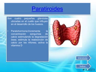 Paratiroides
Son cuatro pequeñas glándulas
ubicadas en el cuello que influyen
en el desarrollo de los huesos.
• Paratohormona:Incrementa la
concentración sanguínea de
calcio estimulando la degradación
ósea; estimula la reabsorción de
calcio por los riñones; activa la
vitamina D
Índice
Glándulas
 