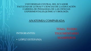 TEMA: TEJIDO
TEGUMENTARIO
MAMIFEROS
UNIVERSIDAD CENTRAL DEL ECUADOR
FACULTAD DE LETRAS Y CIENCIAS DE LA EDUCACIÓN
CARRERA DE PEDAGOGIA DE LAS CIENCIAS
EXPERIMENTALES,QUÍMICA Y BIOLOGÍA
INTEGRANTES:
• LÓPEZ ESTEFANIA
ANATOMIA COMPARADA
 