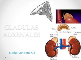 GLADULAS
ADRENALES

 Marisol Londoño Gil
 