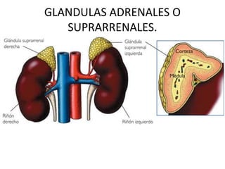 GLANDULAS ADRENALES O SUPRARRENALES. 