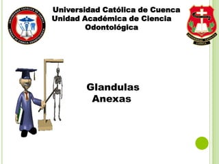 Universidad Católica de Cuenca
Unidad Académica de Ciencia
Odontológica
Glandulas
Anexas
 