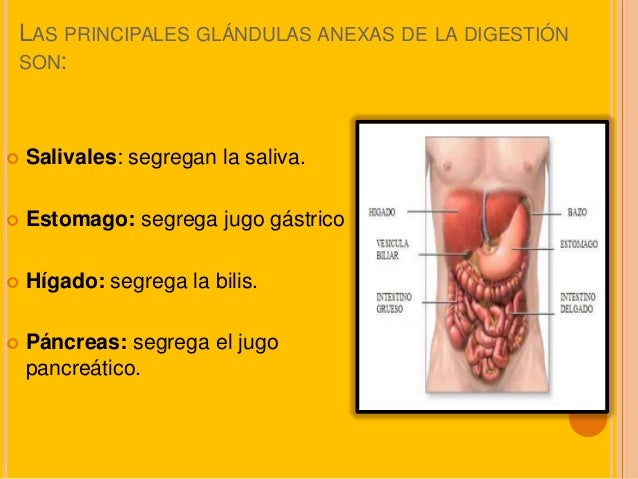 Glándulas anexas