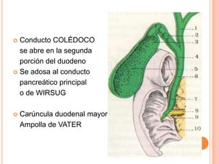 Conducto COLÉDOCO 	se abre en la segunda 	porción del duodenoSe adosa al conducto 	pancreático principal	o de WIRSUGCarúncula duodenal mayor o	Ampolla de VATER