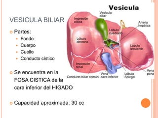 VESICULA BILIAR Partes:FondoCuerpo Cuello Conducto císticoSe encuentra en la 	FOSA CISTICA de la 	cara inferior del HIGADOCapacidad aproximada: 30 cc