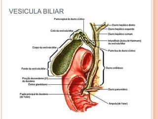 VESICULA BILIAR 