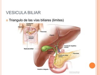 VESICULA BILIAR Triangulo de las vías biliares (limites)