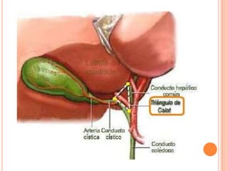 IrrigaciónVesícula biliar y 	conducto cístico – arteria 	cística rama de la 	arteria HEPÁTICAConducto colédoco – arteria	pancreático duodenal 	superior derecha  rama 	de la gastroduodenalConducto hepático – 	arteria hepática