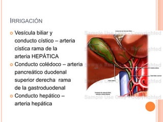 páncreasGlándula anexa al tubo digestivo Secreción mixta Secreción externa: Jugo gástrico: liquido alcalino y encimas p/ digestión de proteínas, grasas y carbohidratosSecreción interna:Insulina (regulación del azúcar en sangre)Partes:Cabeza CuelloCuerpoCola