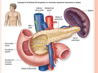 páncreasSe extiende desde el DUODENO hasta el BAZOPesa: 80 a 90 grPáncreas menor o proceso uncinario (dependencia de la cabeza del Páncreas)CUERPO: prismático triangular, presenta 3 carasAnterior PosteriorInferiorConducto PANCREÁTICO PRINCIPAL o de Wirsung, desde la cola hasta la SEGUNDA PORCIÓN DEL DUODENO