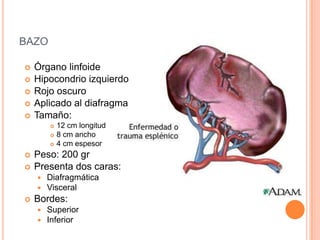 Hipocondrio izquierdo