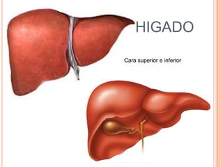 HIGADOCara superior e inferior