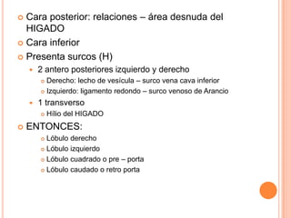 Cara posterior: relaciones – área desnuda del HIGADO Cara inferior Presenta surcos (H)2 antero posteriores izquierdo y derechoDerecho: lecho de vesícula – surco vena cava inferiorIzquierdo: ligamento redondo – surco venoso de Arancio1 transversoHílio del HIGADOENTONCES:Lóbulo derechoLóbulo izquierdoLóbulo cuadrado o pre – porta Lóbulo caudado o retro porta