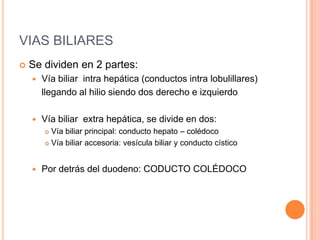 VIAS BILIARESSe dividen en 2 partes:Vía biliar  intra hepática (conductos intralobulillares)	llegando al hilio siendo dos derecho e izquierdoVía biliar  extra hepática, se divide en dos:Vía biliar principal: conducto hepato – colédoco Vía biliar accesoria: vesícula biliar y conducto cístico Por detrás del duodeno: CODUCTO COLÉDOCO