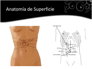 Anatomía de Superficie
 