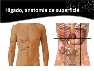 Hígado, anatomía de superficie
 