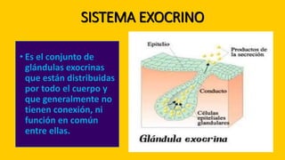 SISTEMA EXOCRINO
• Es el conjunto de
glándulas exocrinas
que están distribuidas
por todo el cuerpo y
que generalmente no
tienen conexión, ni
función en común
entre ellas.
 