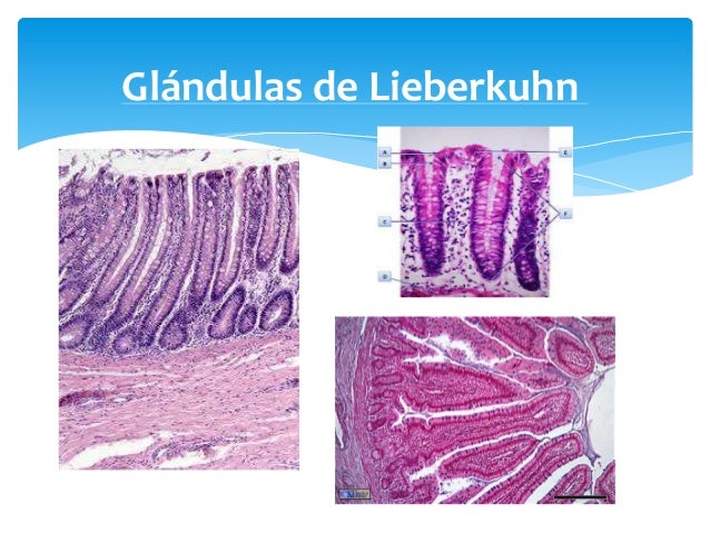 Glandulas De Brunner Y Lieberkuhn berührende worte liebe