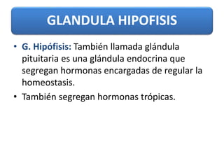 GLANDULA HIPOFISIS
• G. Hipófisis: También llamada glándula
pituitaria es una glándula endocrina que
segregan hormonas encargadas de regular la
homeostasis.
• También segregan hormonas trópicas.