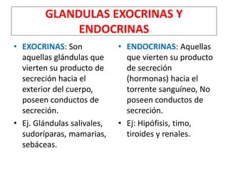 GLANDULAS EXOCRINAS Y
ENDOCRINAS
• EXOCRINAS: Son
aquellas glándulas que
vierten su producto de
secreción hacia el
exterior del cuerpo,
poseen conductos de
secreción.
• Ej. Glándulas salivales,
sudoríparas, mamarias,
sebáceas.
• ENDOCRINAS: Aquellas
que vierten su producto
de secreción
(hormonas) hacia el
torrente sanguíneo, No
poseen conductos de
secreción.
• Ej: Hipófisis, timo,
tiroides y renales.
 