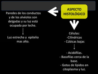Paredes de los conductos y de los alvéolos son delgadas y su luz está ocupada por leche.  ASPECTO HISTOLÓGICOCélulas:Cilíndricas