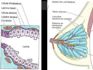  Cúbicas bajasLuz estrecha y  epitelio mas alto. - Acidófilas.- Basofilas cerca de la base. - Gotas de lípidos en citoplasma y luz. 