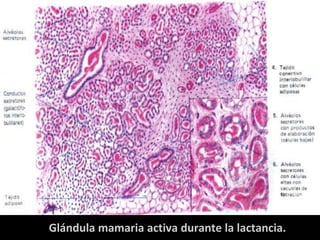 Glándula mamaria activa durante la primera mitad de la gestación.
