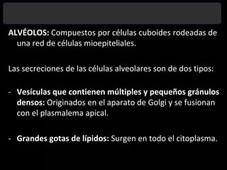 Glándula mamaria activa durante la lactancia. 