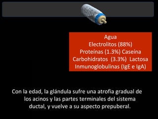 Grandes gotas de lípidos: Surgen en todo el citoplasma. *HistofisiologíaEl crecimiento y la diferenciación de los conductos y los alveolos glandulares se inicia al aumentar los estrógenos y la progesterona en el embarazo. Tras la expulsión de la placenta, se produce una caída súbita en los niveles de estas hormonas que estaban inhibiendo la secreción de leche. En ausencia de la inhibición, la prolactina, segregada por el lóbulo anterior de la hipófisis, y la oxitocina por el lóbulo posterior, representa un estímulo lactogénico. 