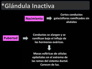 *Glándula InactivaCortos conductos galactóforos ramificados sin alvéolos NacimientoConductos se alargan y se ramifican bajo el influjo de las hormonas ováricas.PubertadMasas esféricas de células epiteliales en el extremo de las ramas del sistema ductal. Carecen de luz.  