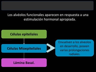 Los alvéolos funcionales aparecen en respuesta a una estimulación hormonal apropiada. Células epitelialesEnvuelven a los alveolos en desarrollo, poseen varias prolongaciones radiales.  Células MioepitelialesLámina Basal.