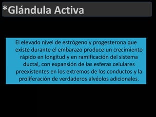*Glándula ActivaEl elevado nivel de estrógeno y progesterona que existe durante el embarazo produce un crecimiento rápido en longitud y en ramificación del sistema ductal, con expansión de las esferas celulares preexistentes en los extremos de los conductos y la proliferación de verdaderos alvéolos adicionales. 