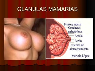 GLANULAS MAMARIASGLANULAS MAMARIAS
 