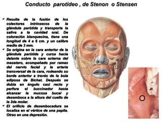 Relaciones extrínsecasPresenta la forma de un prisma triangular  con tres caras, dos bases y tres bordes.Cara externa. Cubierta por la piel, el TCSC y la aponeurosis cervical superficial .Cara posterior. De afuera hacia adentro, con la apófisis mastoides (Ms. esternocleidomastoideo y digástrico), con el ramillete de Riolano (músculos estilohioideo, estilogloso y estilofaríngeo) y el compartimiento retroestiloideo, (arteria carótida interna, la vena yugular interna y los pares craneales IX, X, XI y XII. En el sector superior es atravesado por el nervio facial.c) Cara anterior. De afuera hacia adentro con el masetero, el borde posterior de la mandíbula, el pterigoideo interno y por encima de este el pterigoideo externo. Puede existir una prolongación geniana que se extiende sobre el masetero.