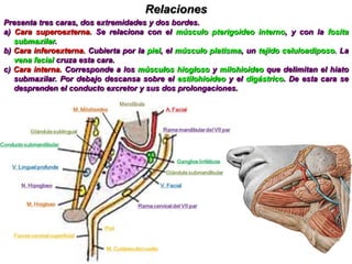 Relaciones intrínsecasEn el interior de la glándula se descubren los siguientes elementos:a) Arteria carótida externa.b) Tronco venoso temporomaxilarc) Las expansiones terminales del nervio facial.