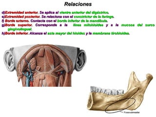 RAMAS DEL NERVIO FACIAL Y GLANDULA PAROTIDA